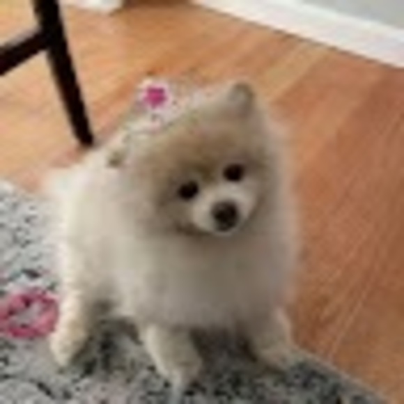 Meet your Posher, Anthonyamalf - Picture 1 of 1